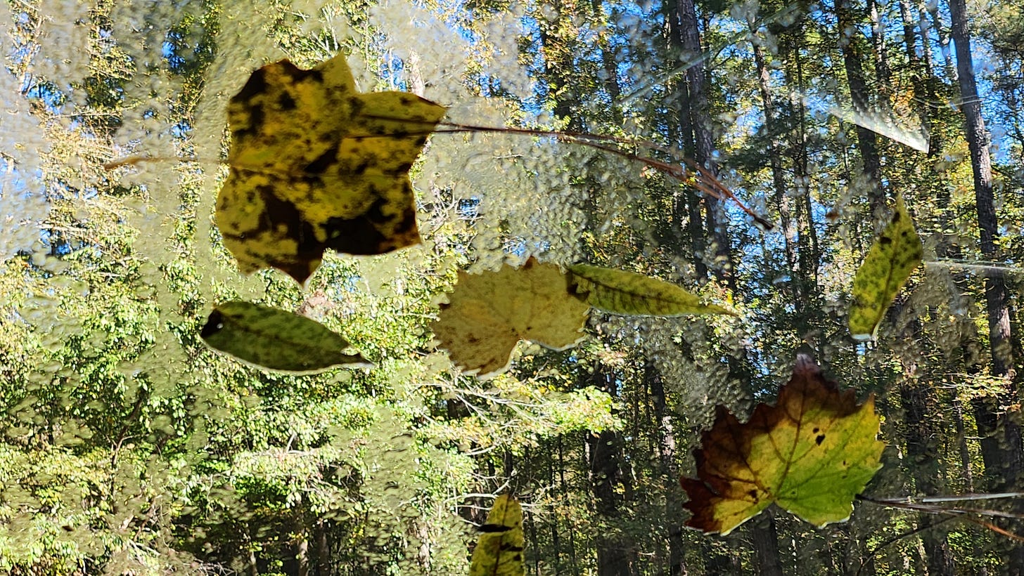 View of autumn leaves and moisture on windshield from inside a vehicle surrounded by trees and blue sky.