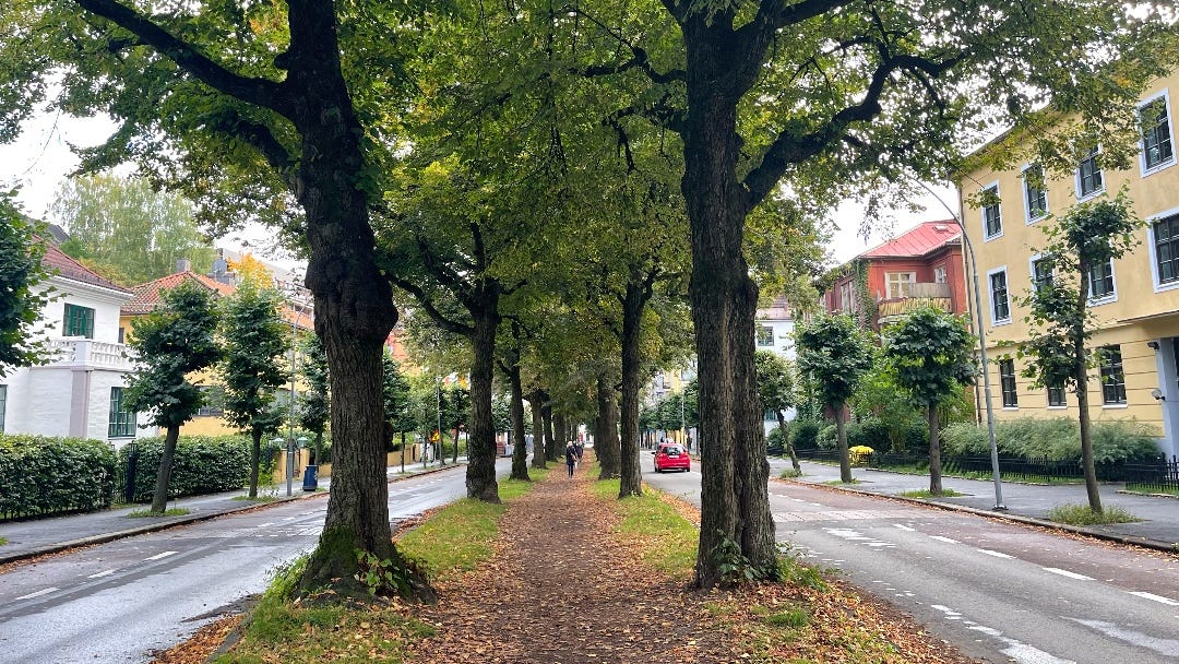 where I left the park and ran in the city: trees in the middles, houses left and right