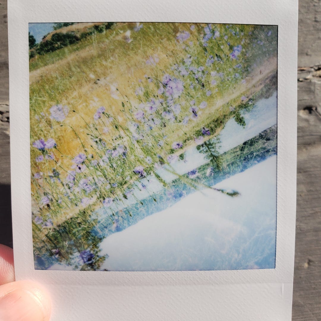 A double exposed image of a field of flowers and the sky