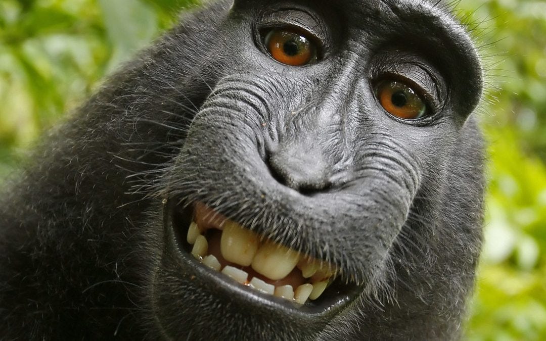 Why is this monkey smiling… and how can the answer help you in business? |  Melinda Marcus - Influence Advisors