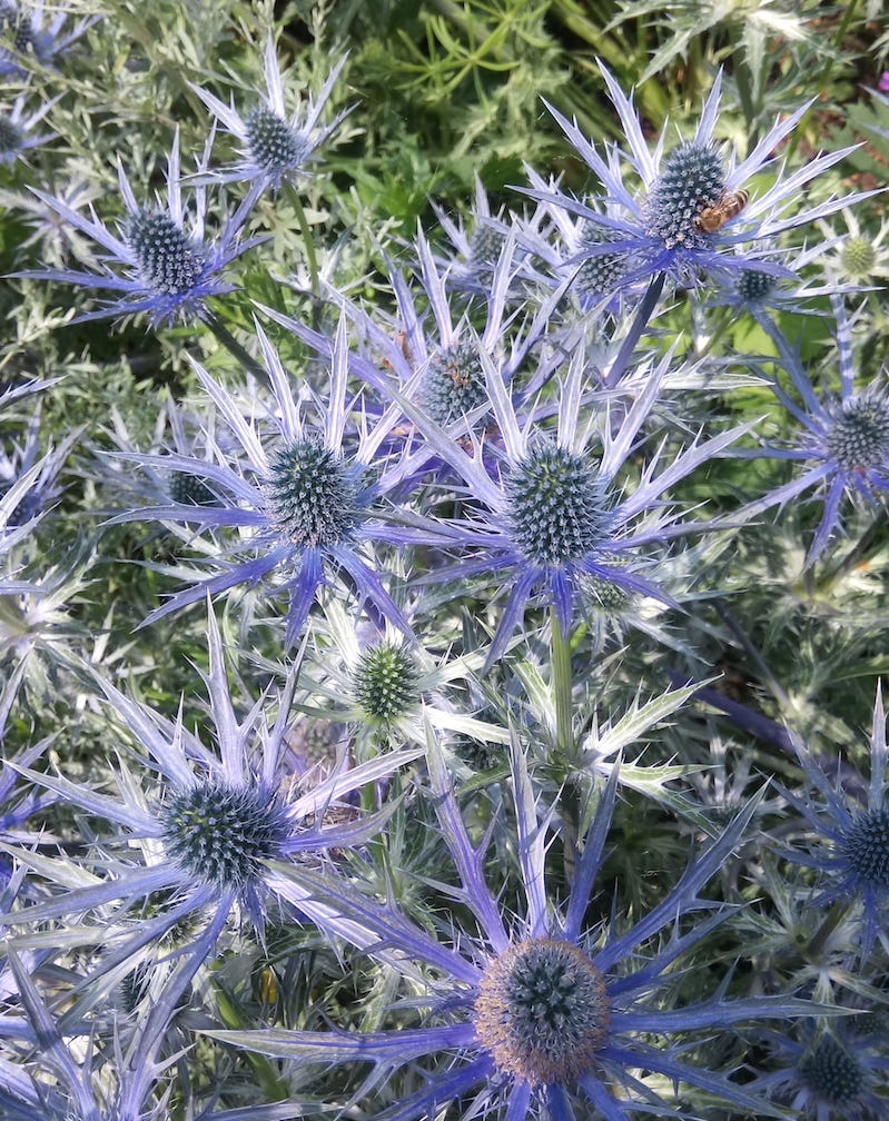Picture credits: [Blue holly] (n.d.) [picture]. Retrieved January 19, 2024. https://www.birminghambotanicalgardens.org.uk/plants-of-the-month-july/eryngium-x-zabelii-big-blue/ 