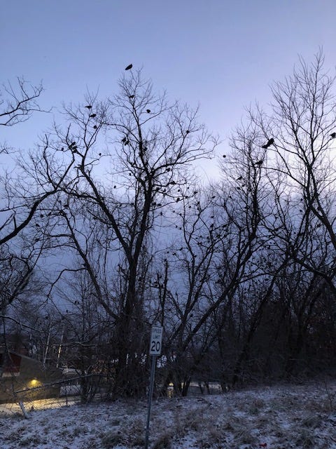 hundreds of crows sit in snowy trees at dusk