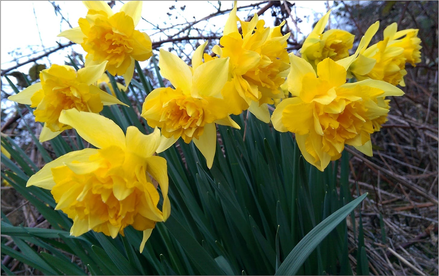 Spring daffodils at Amalie Robert Estate, Willamette Valley, Oregon.