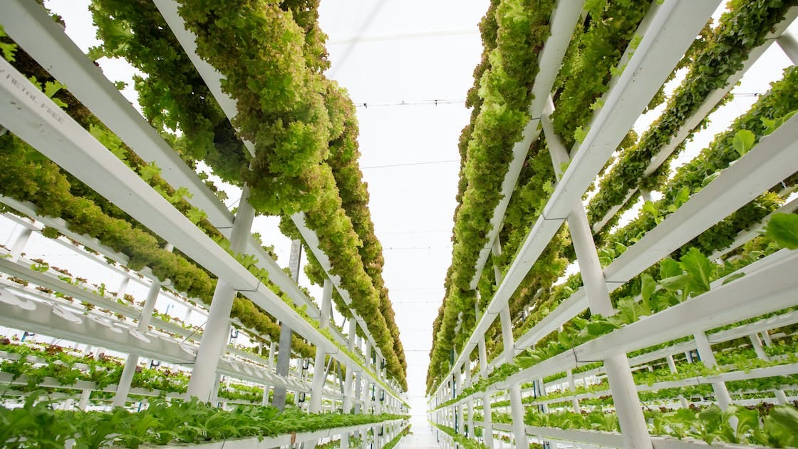 Vertical Farming | Vegetable Solutions