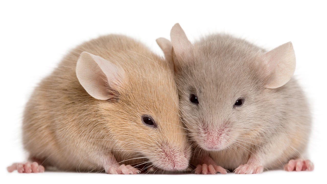 Mice feel each other's pain | Science | AAAS