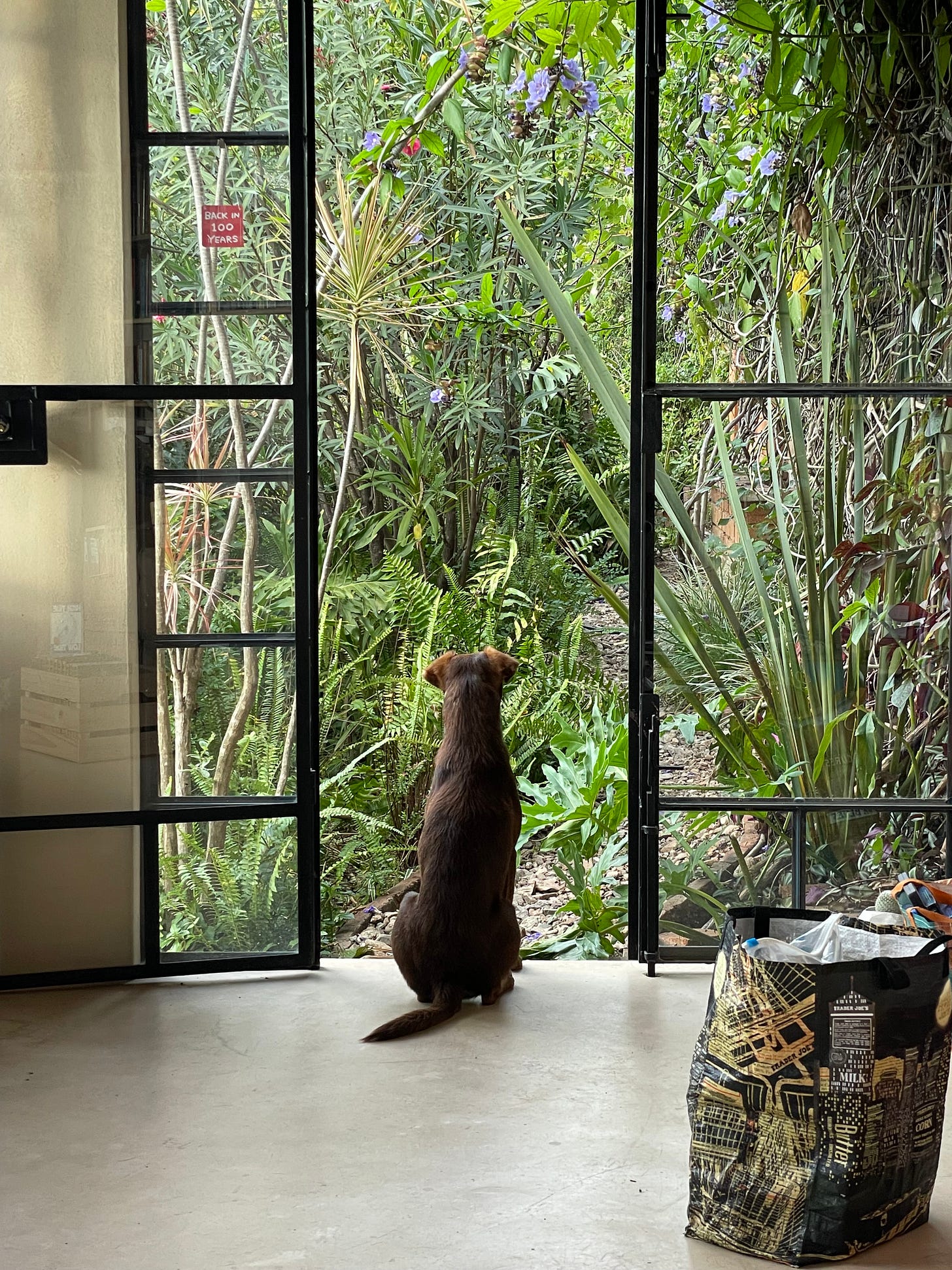 A dog sitting in the opening of a glass door, looking out over a path lined with tropical plants.