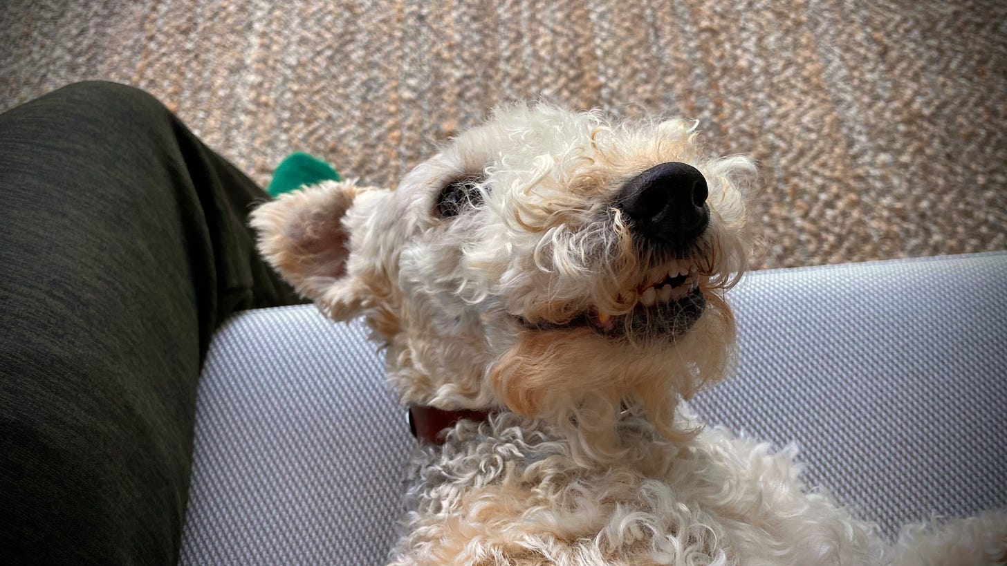 Selfie-style photo of Nutmeg the lakeland terrier. She looks like she is giving a cheezy grin to the camera.
