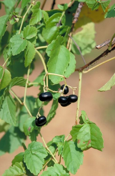 Cayratia trifolia [Bush grape, Threeleaf Water Vine, ex Cissus - Leaves & fruit - ATLAS].jpeg