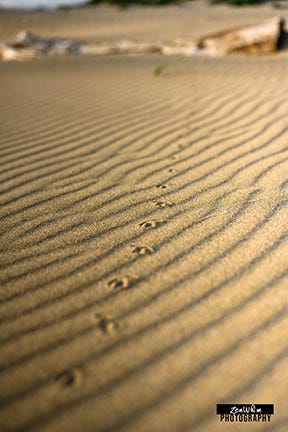 Bird tracks in the sand on the beach