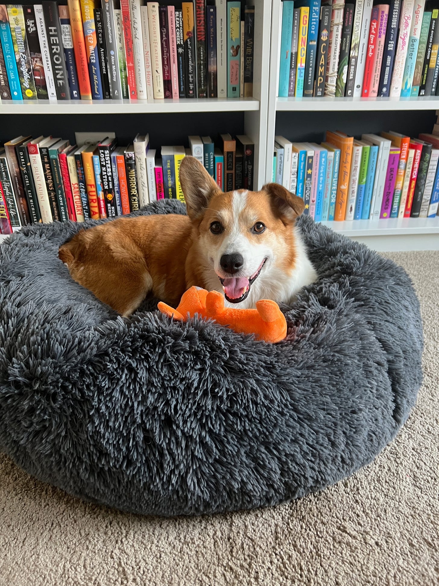 A red and white corgi in a fluffy bed in front of bookshelves.