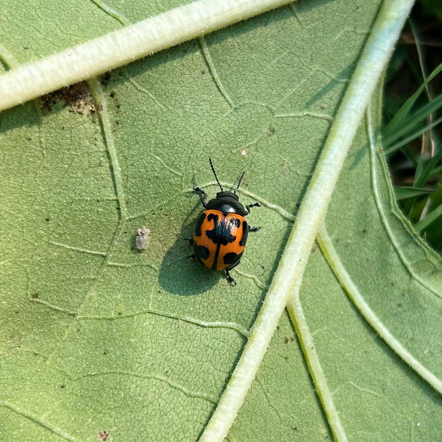 2024-08-14-Milkweed-Beetle.jpg