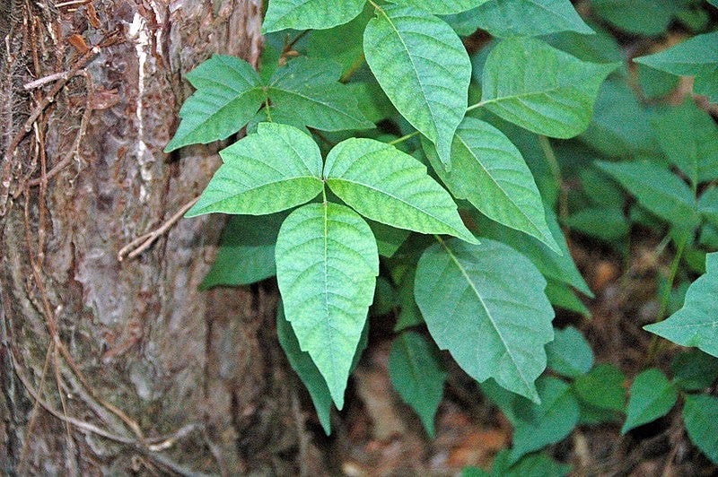 File:Toxicodendron radicans (poison ivy) 2 (49046043216).jpg