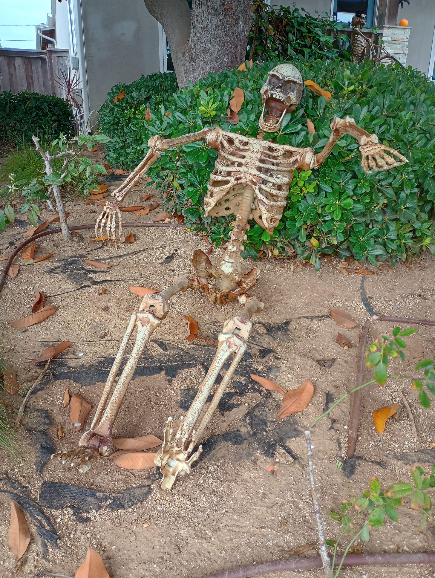 fake skeleton of a man in pieces on the dirt surrounded by shrubs his head rests in a shrub his mouth is wide open as if frightened or laughing or both