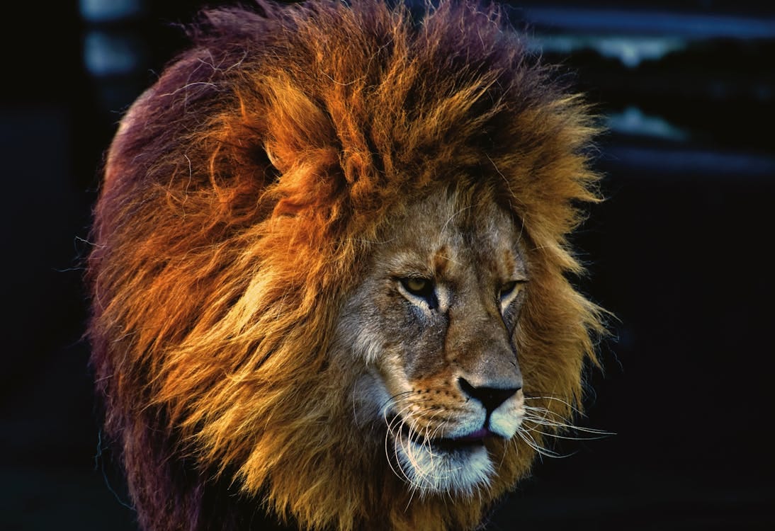 Free Close-up portrait of a majestic lion with a stunning mane, captured in vivid detail. Stock Photo