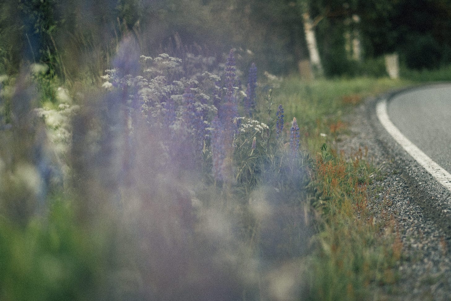 lupine sipoo finland lupine sipoo finland