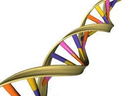 loop chromosomes also twist DNA