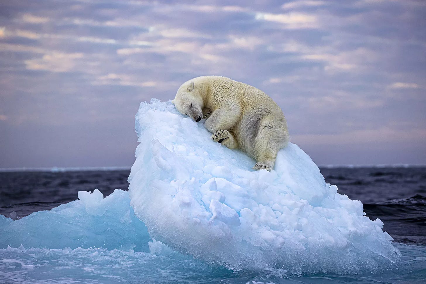 Wildlife Photographer of the Year - Ice Bed