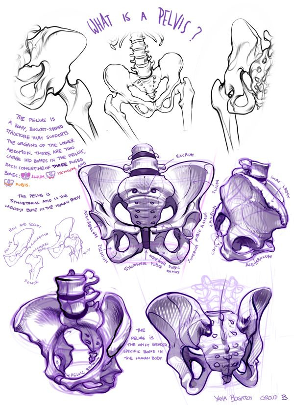 pelvis | Anatomy bones, Human anatomy drawing, Art reference