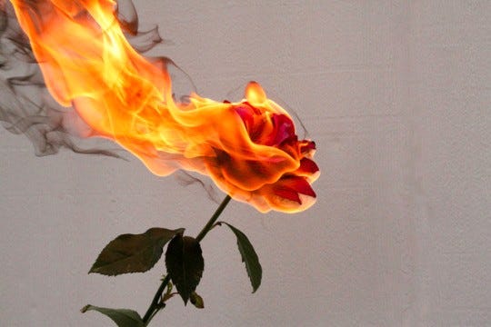 An image added by servicesgeneraux on May 16, 2024. May present: burning picture aesthetic, image, photography, photograph, flower.