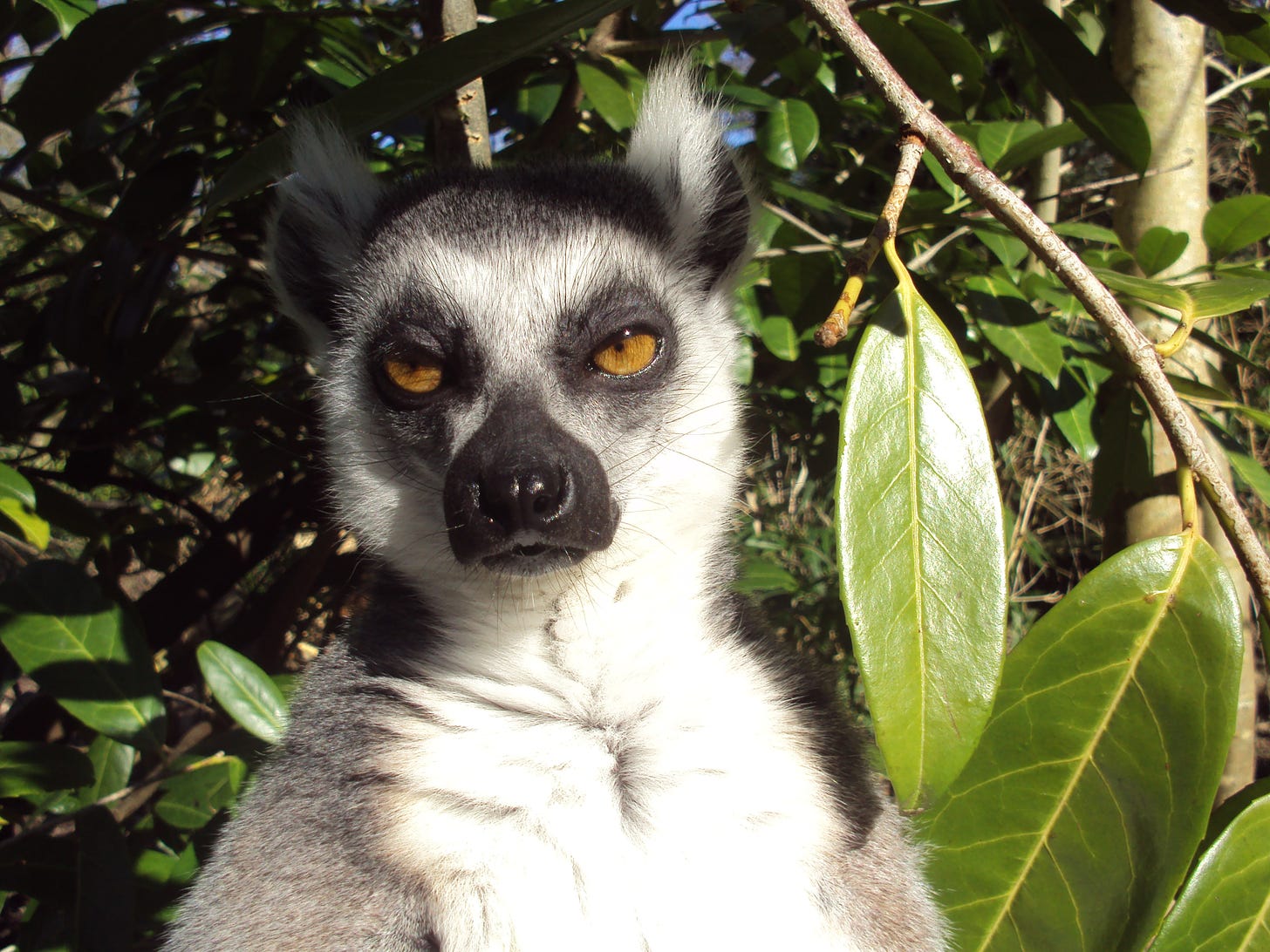 lemur making disappointed face