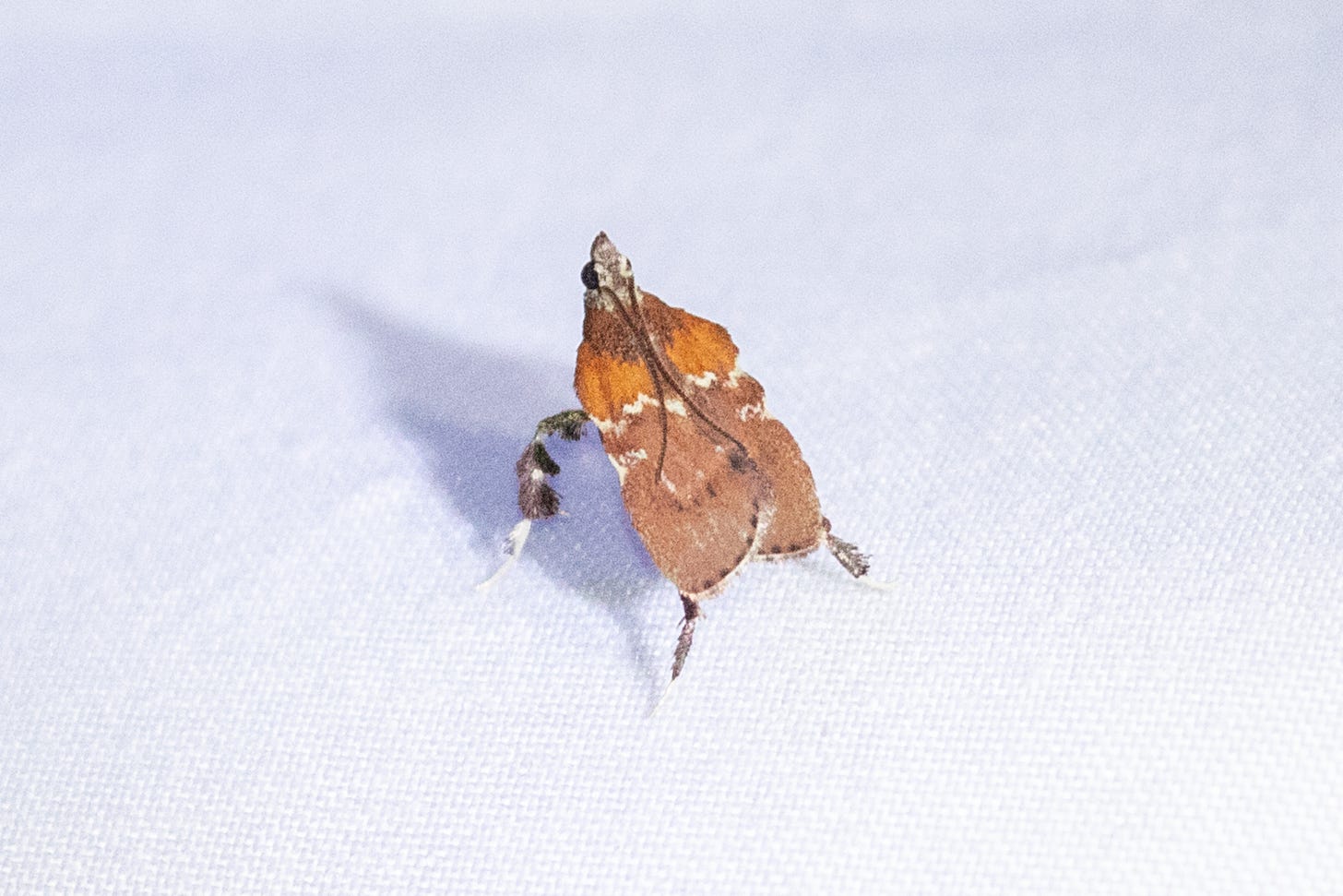 a moth standing on a sheet, its front legs longer than its hind legs making it look like it's doing downard dog or something. its top half is orange, separated by a white zig zag from its brown bottom half. it has a pointed snout and long swept-back antennae.