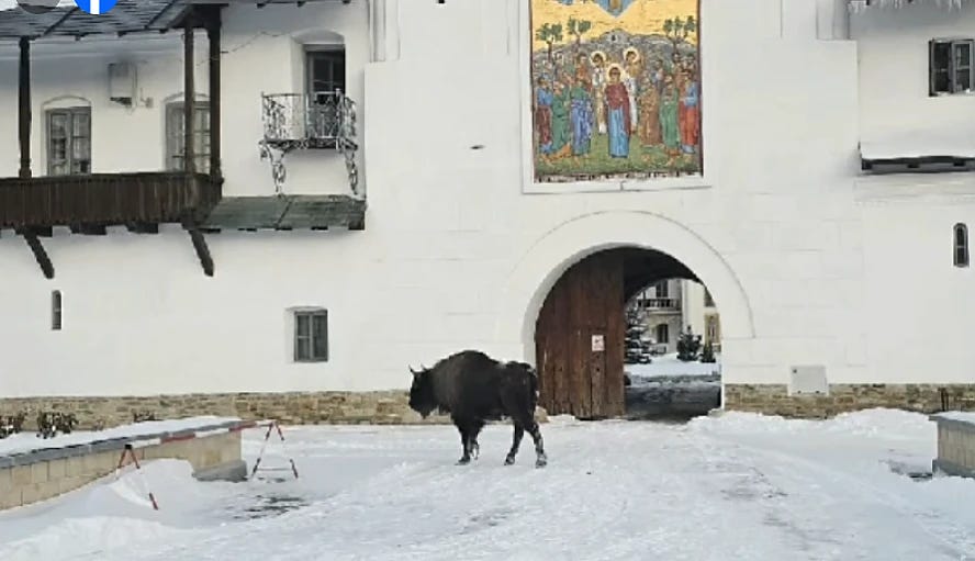 A NAP FILMEZÉSE: Bölény a neamti kolostorban!