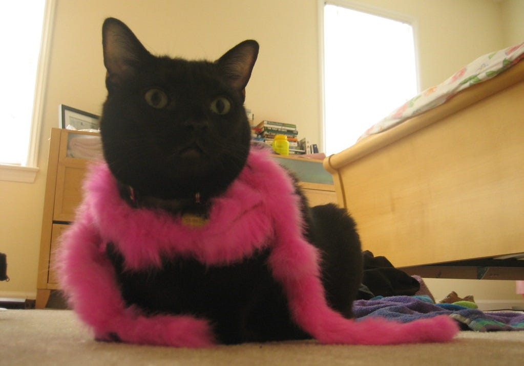 A black cat wearing a cat-sized pink feather boa.