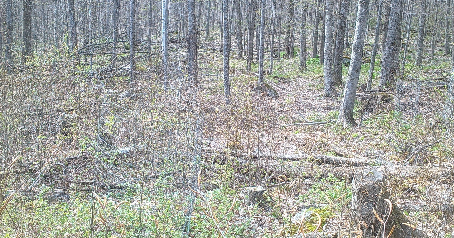 Day 28: Green growth starts to emerge in the forest.