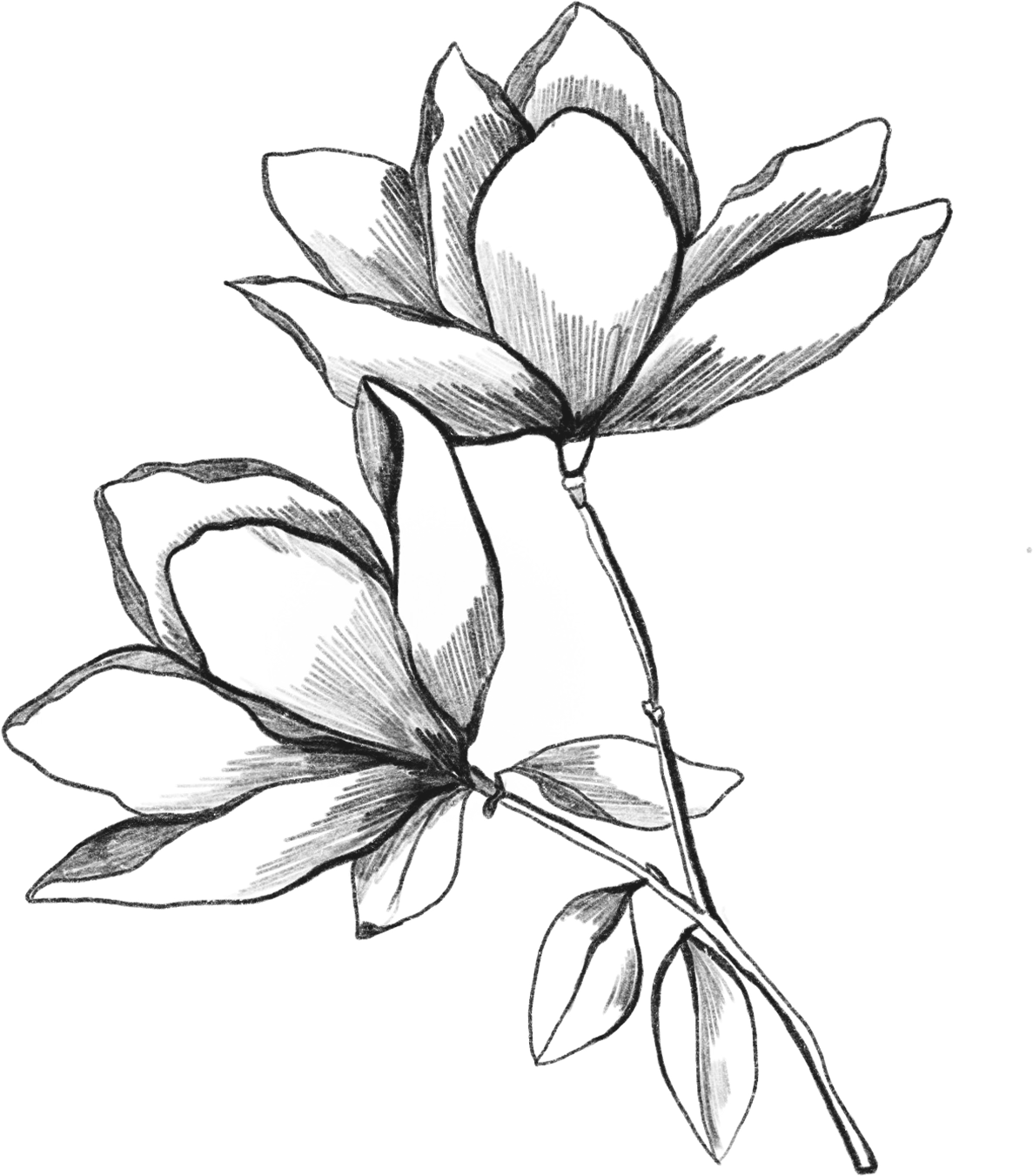 a line drawing of magnolias
