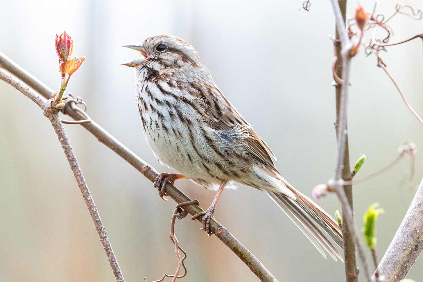A brown-and-white-streaked bird, beak wide open in song, is perched in a budding tree