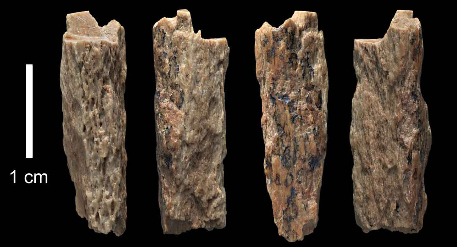 Denisova 11 bone fragment in four views