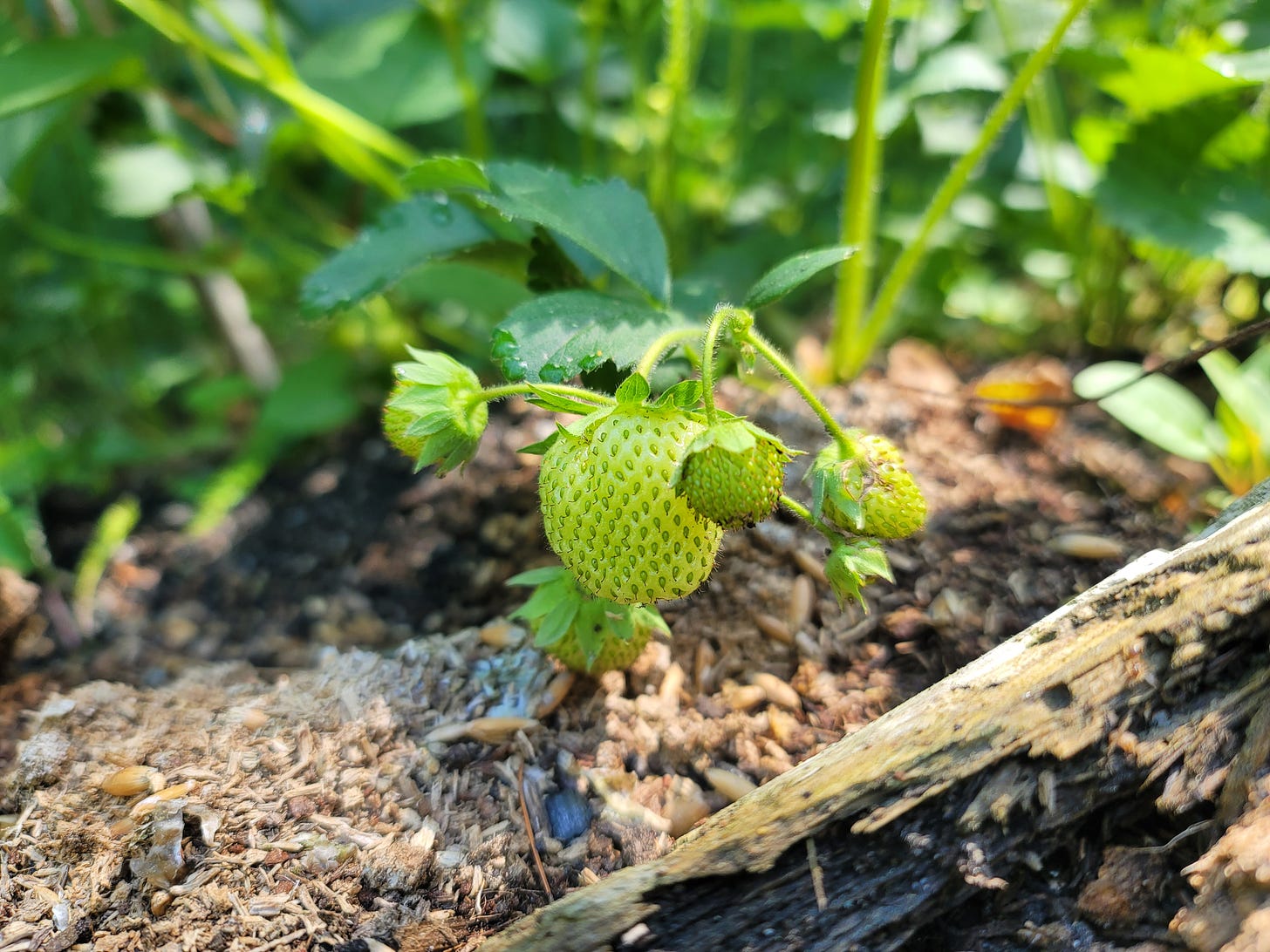 a small bunch of still green strawberries growing outside