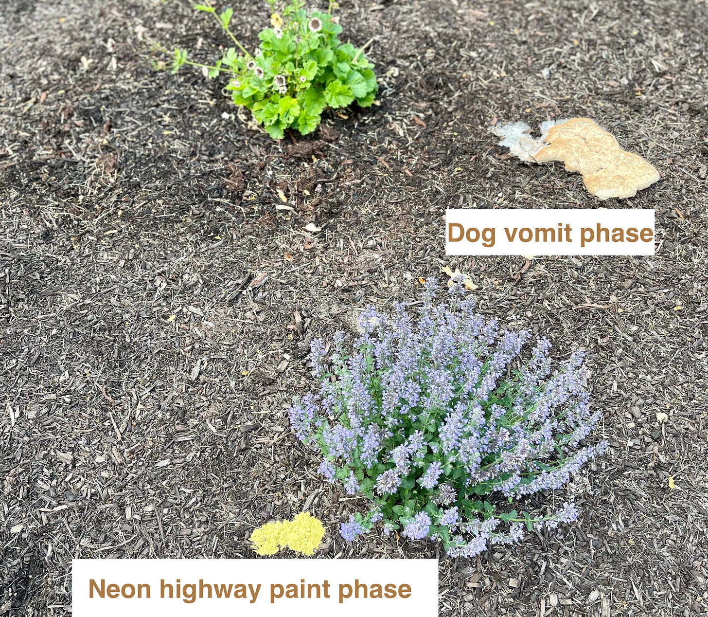 Examples of two phases of the slime mold, dog vomit beige and neon highway paint yellow