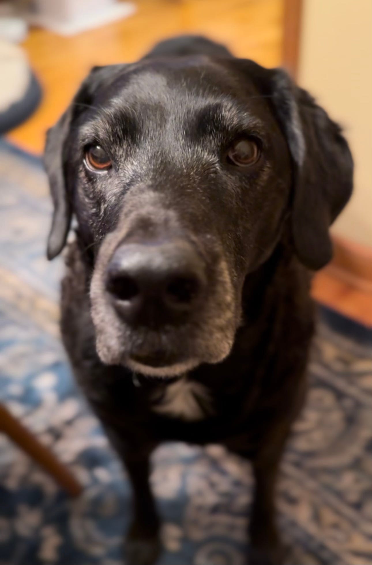 Ande the black lab looking straight into the camera.