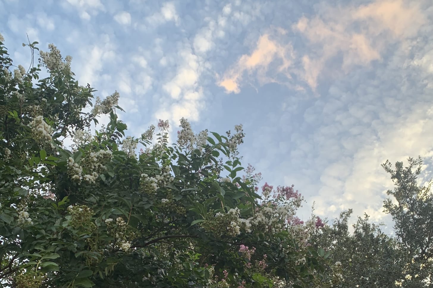 Image of the tops of trees with blooms and clouds in a blue sky above.