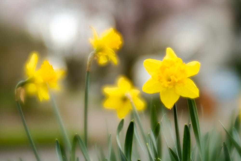 Four yellow soft-fucs daffodils appear on a hazy backdrop.