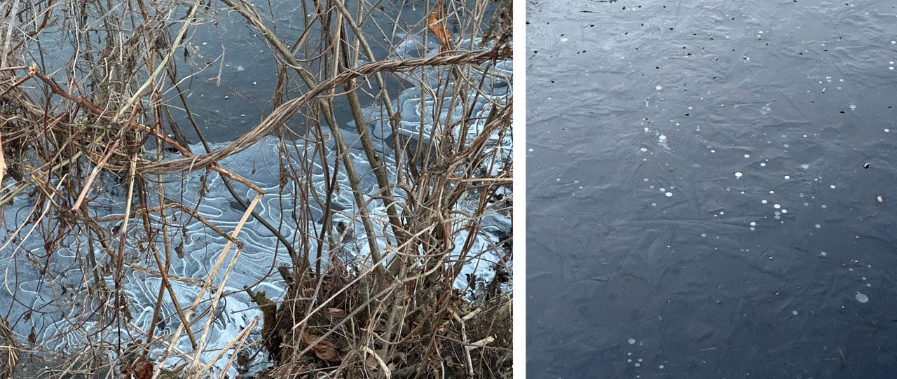 In the image at left, strange wiggles form in the face around the bottoms of dead reeds and grasses. At right, white dots show in the ice of a pond; these are bubbles frozen at different depths.