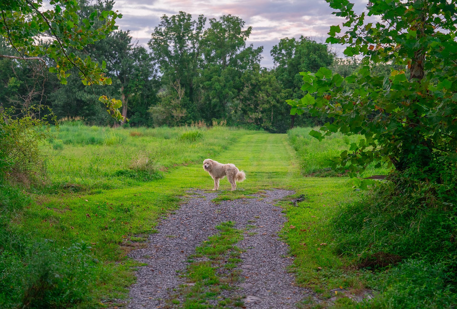 A golden retriever dog in a green field of grass surrounded by trees