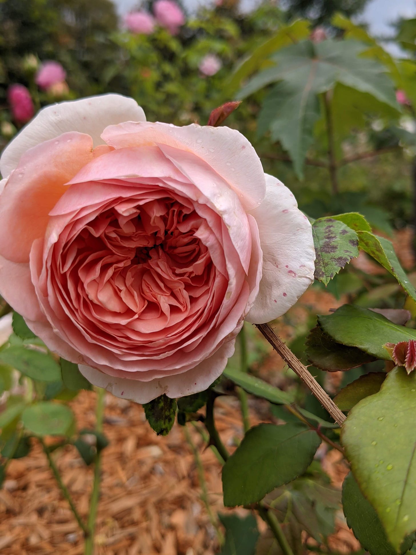 A large, single, coral-pink 'old-fashioned' rose.