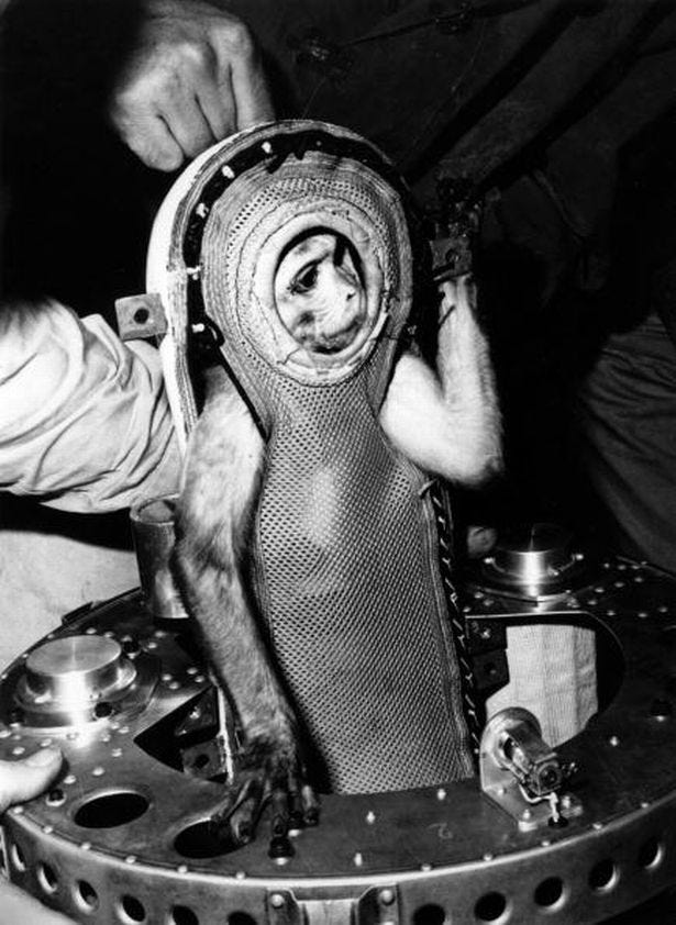 Sam, a cheeky 7lb rhesus monkey, prepares for his flight into space. Sam rode a Project Mercury type capsule and travelled 55 miles high and 200 miles out into the Atlantic. (Photo by Keystone/Getty Images)