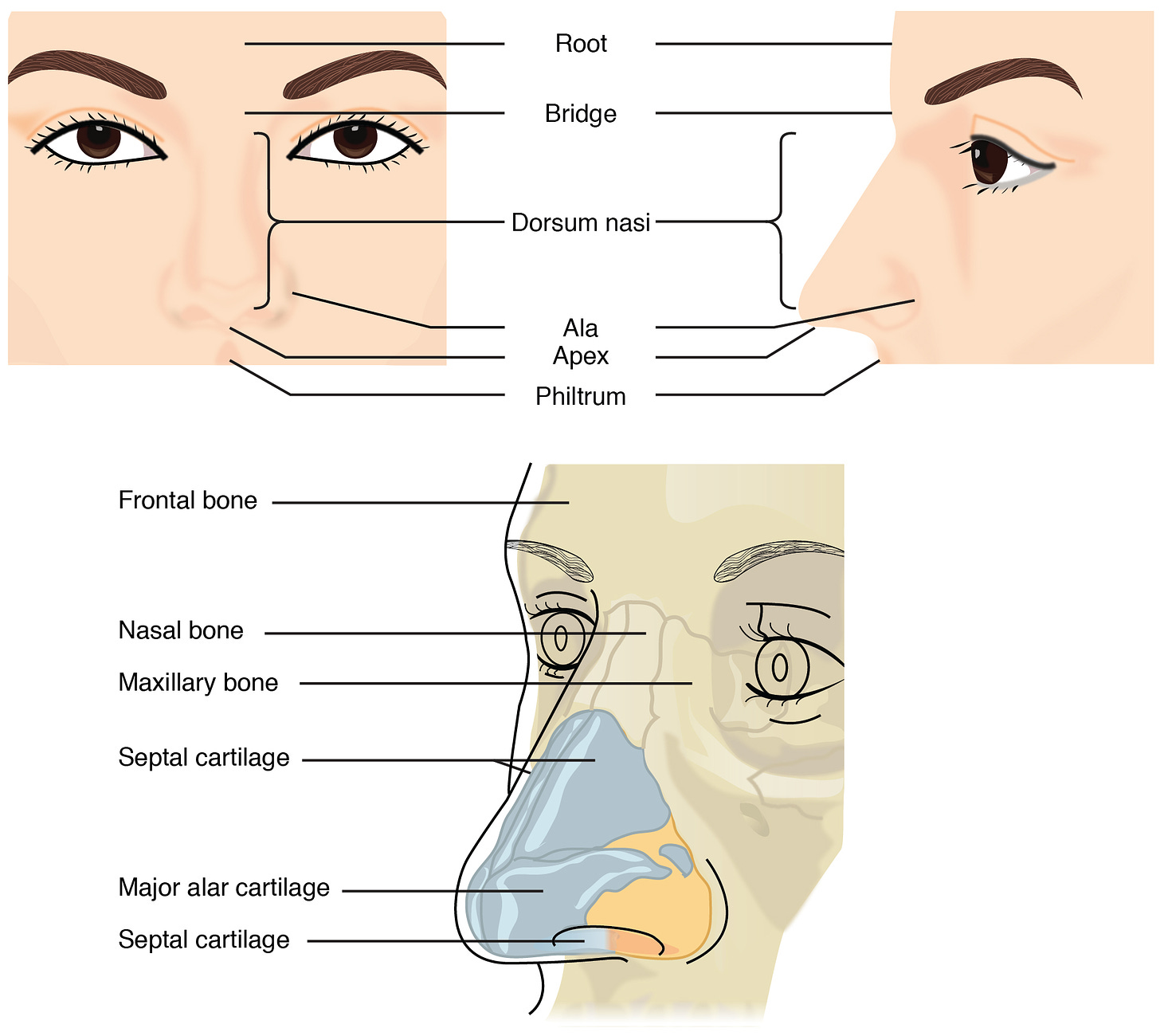 Diagrams of human nose