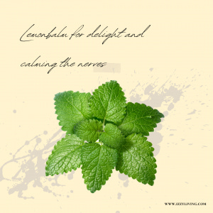 lemon balm for delight