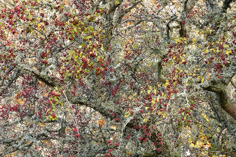 Red berries and yellowing leaves on tangled branches of lichen clad hawthorn trees (Crataegus monogyna)