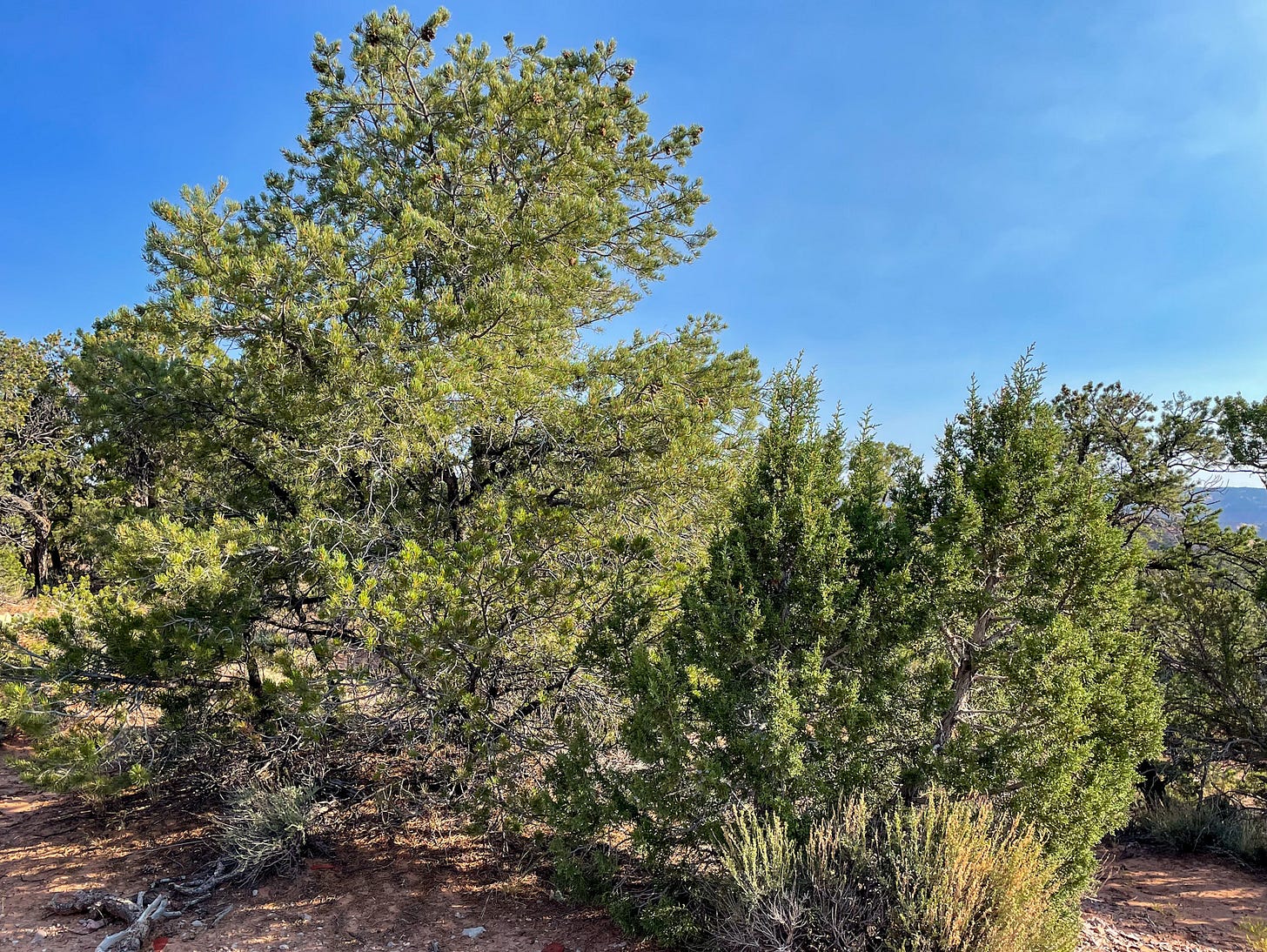 Pinyon pines and junipers grow next to each other