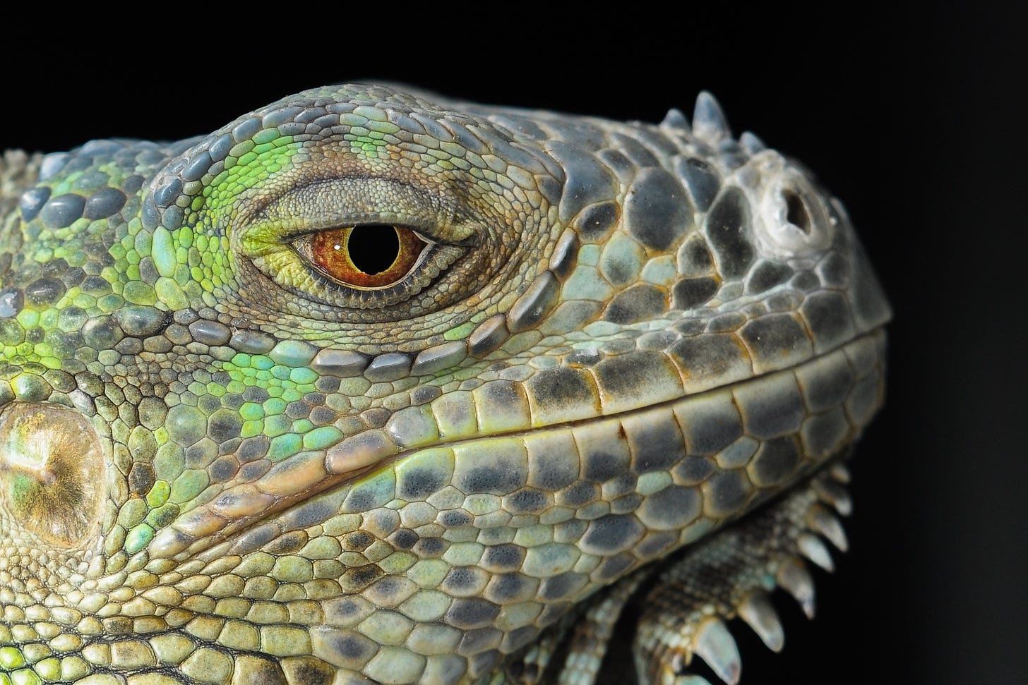 head of a chameleon