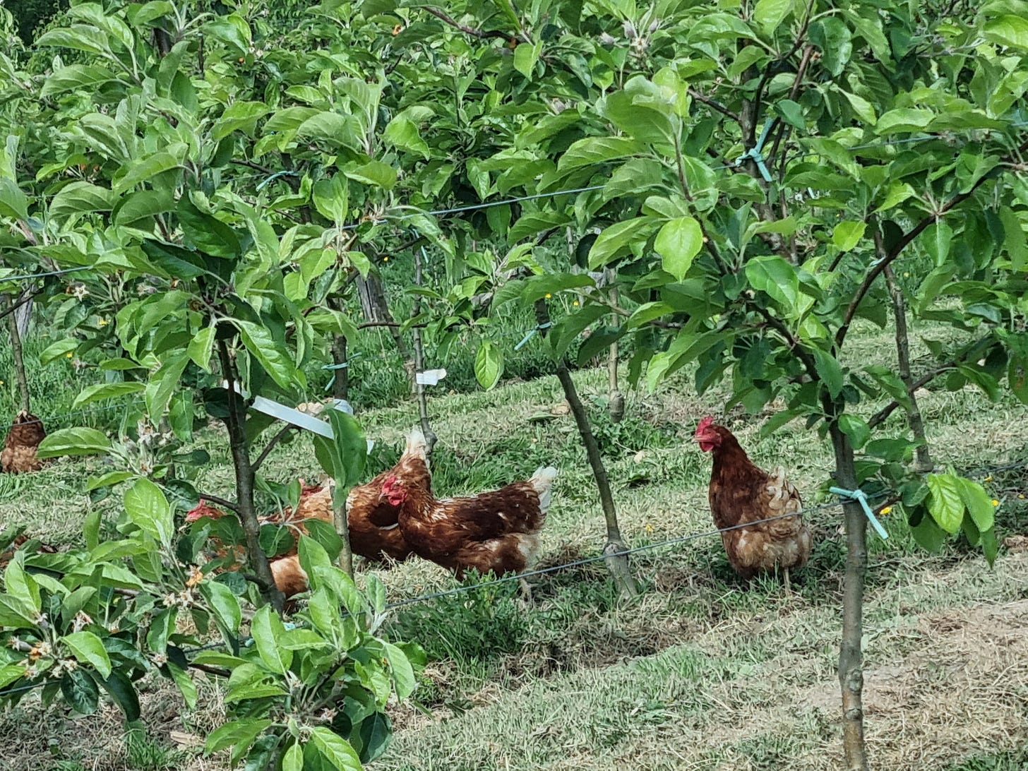 Orchard hens, Brambletye Farm, eggs, organic, food writing