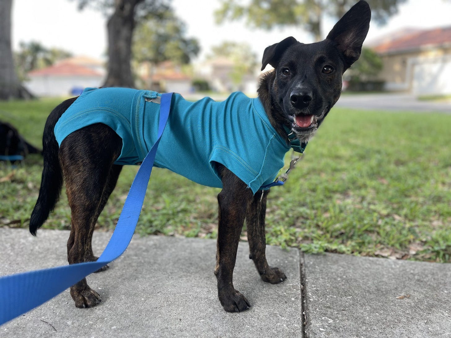 Arrow is available for adoption at Maxx & Me Pet Rescue