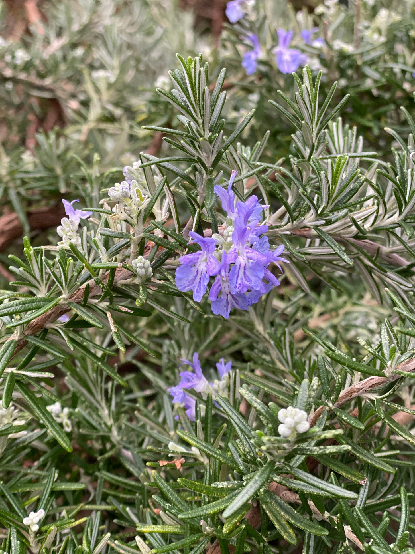 winter-blooming rosemary