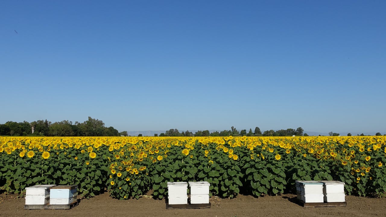 Sunflowers