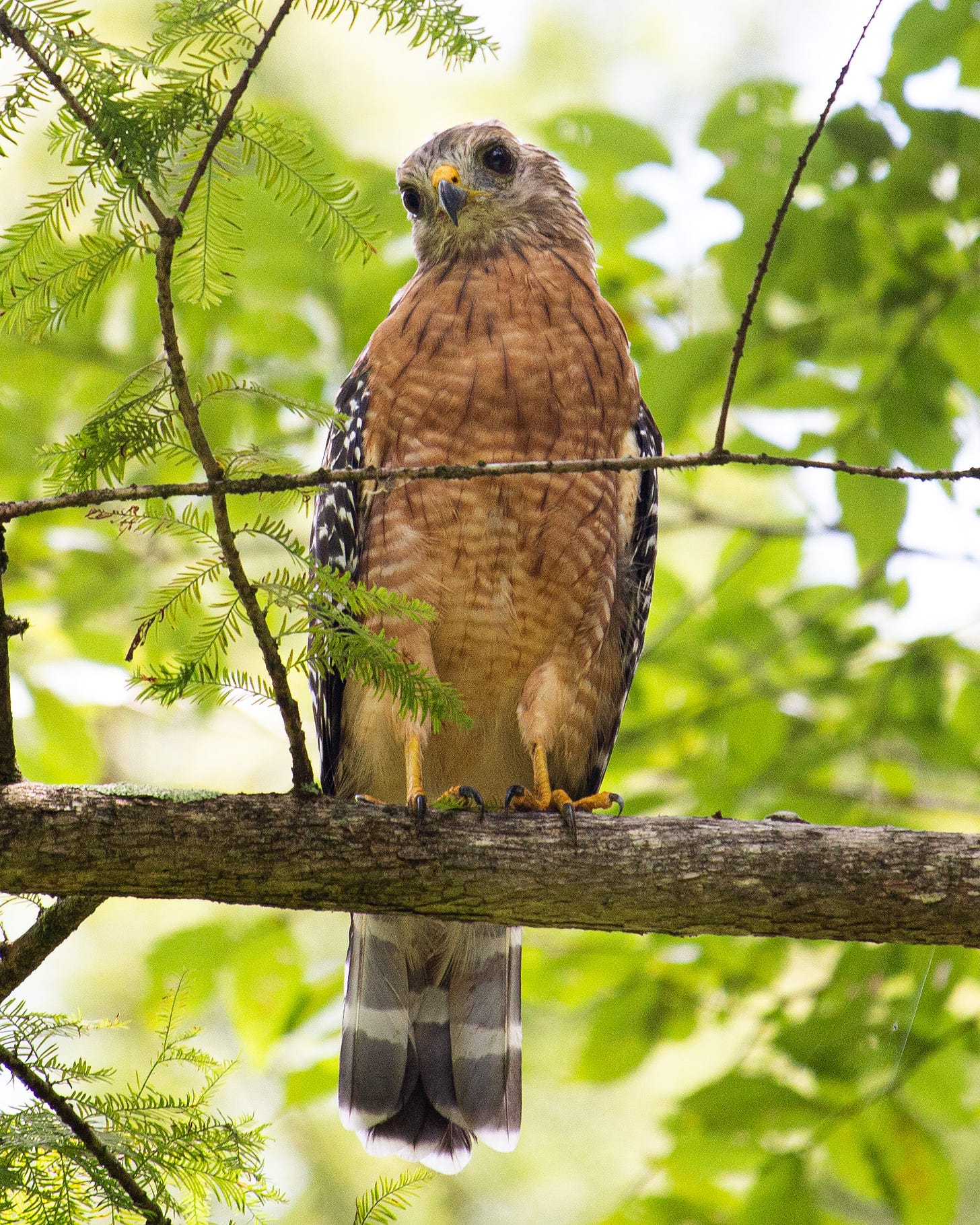 Red shouldered hawk